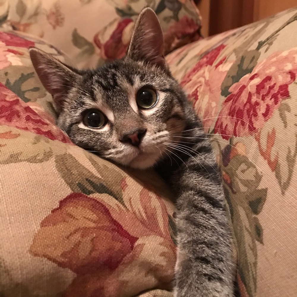 Meet your Posher, Viki